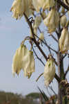 Moundlily yucca